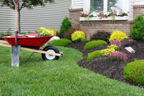 29655495 - wheelbarrow standing on a neat manicured green lawn alongside a flowerbed while planting a celosia flower garden around a house with fresh spring plants