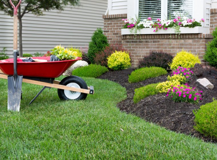 29655495 - wheelbarrow standing on a neat manicured green lawn alongside a flowerbed while planting a celosia flower garden around a house with fresh spring plants